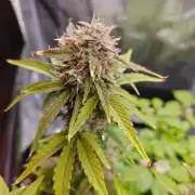 Apple Fritter Auto by RQS - Comm. grow!