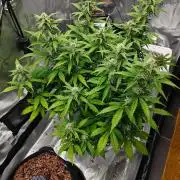 Stress Killer CBD Auto Royal Queen Seeds