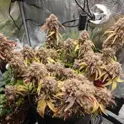 Apple Fritter Auto by RQS - Comm. grow!