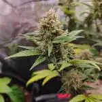 Northern Light Auto by RQS