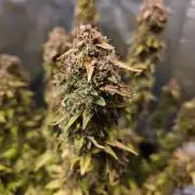 Stress Killer CBD Auto Royal Queen Seeds