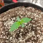 Apple Fritter Auto by RQS - Comm. grow!