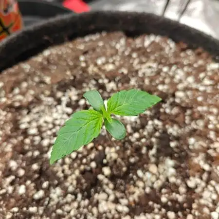 Apple Fritter Auto by RQS - Comm. grow!