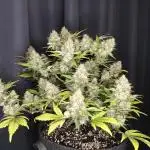 Northern Light Auto by RQS