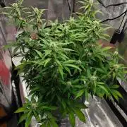 Stress Killer CBD Auto Royal Queen Seeds