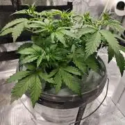 Stress Killer CBD Auto Royal Queen Seeds