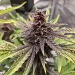 Our first grow! Purplematic #1