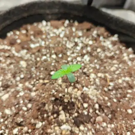 Northern Light Auto by RQS