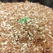 Royal CBDV auto by RQS in 3D printed pot