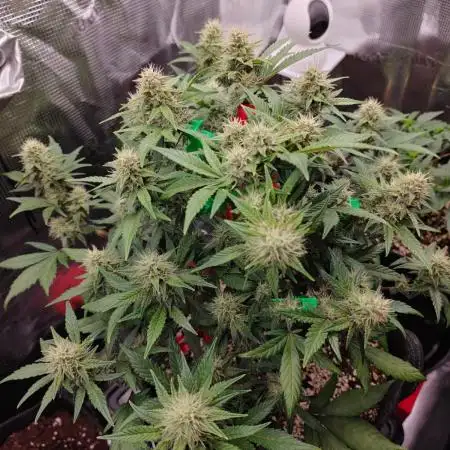 Northern Light Auto by RQS