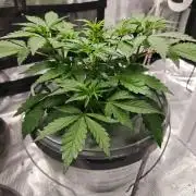 Stress Killer CBD Auto Royal Queen Seeds