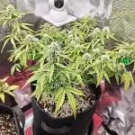 Apple Fritter Auto by RQS - Comm. grow!