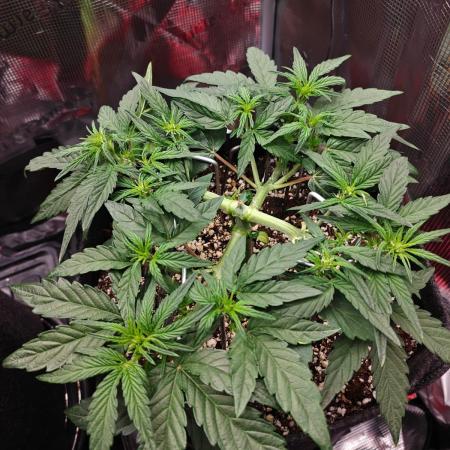 Apple Fritter Auto by RQS - Comm. grow!