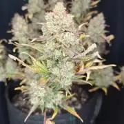 Northern Light Auto by RQS