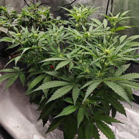 Stress Killer CBD Auto Royal Queen Seeds