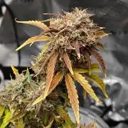 Apple Fritter Auto by RQS - Comm. grow!