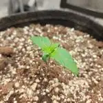Northern Light Auto by RQS