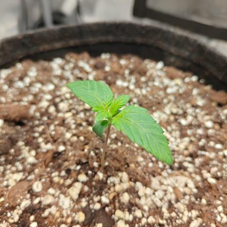 Northern Light Auto by RQS