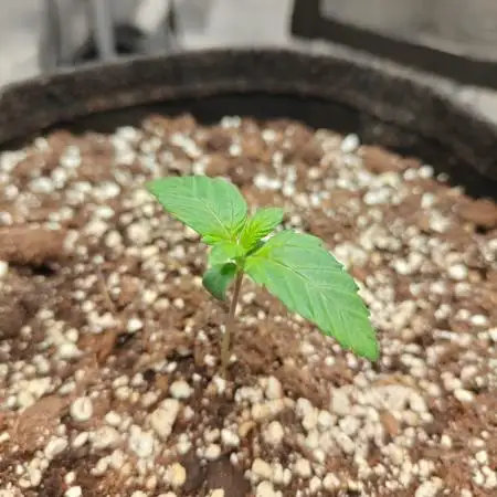Northern Light Auto by RQS