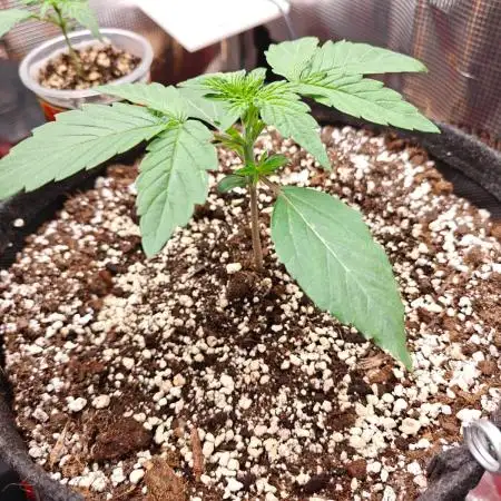 Apple Fritter Auto by RQS - Comm. grow!
