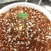 Quick one by RQS in 3D printed pot