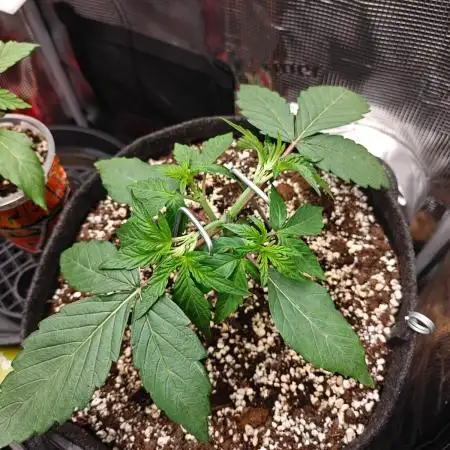 Apple Fritter Auto by RQS - Comm. grow!