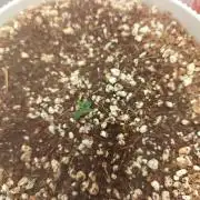 Royal CBDV auto by RQS in 3D printed pot