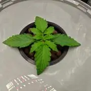 Stress Killer CBD Auto Royal Queen Seeds