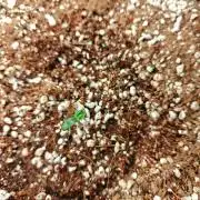 Cosmos F1 by RQS in coco