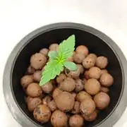 Stress Killer CBD Auto Royal Queen Seeds