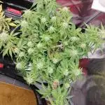 Apple Fritter Auto by RQS - Comm. grow!