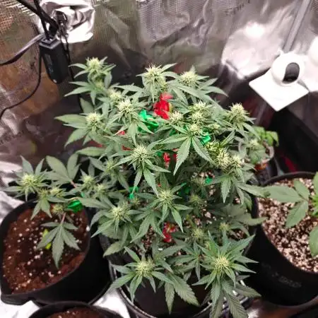 Northern Light Auto by RQS