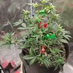Northern Light Auto by RQS