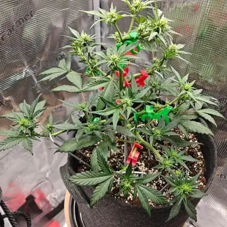 Northern Light Auto by RQS