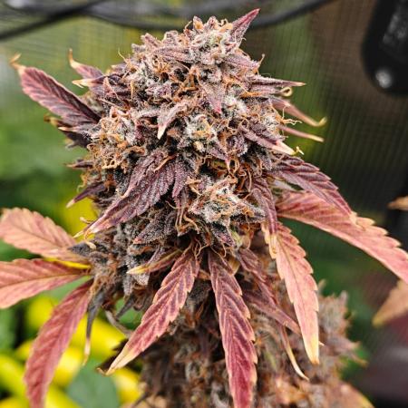 Apple Fritter Auto by RQS - Comm. grow!