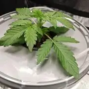 Stress Killer CBD Auto Royal Queen Seeds