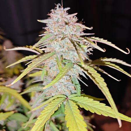 Apple Fritter Auto by RQS - Comm. grow!