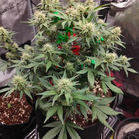 Northern Light Auto by RQS