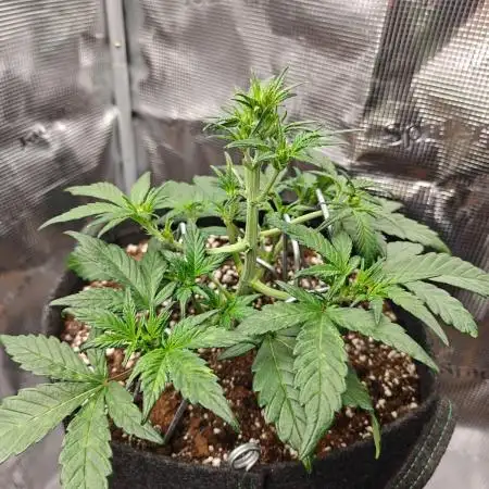 Northern Light Auto by RQS