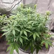 Stress Killer CBD Auto Royal Queen Seeds