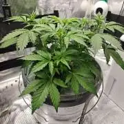 Stress Killer CBD Auto Royal Queen Seeds