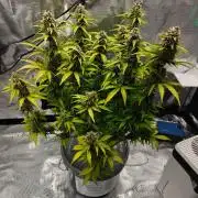 Stress Killer CBD Auto Royal Queen Seeds