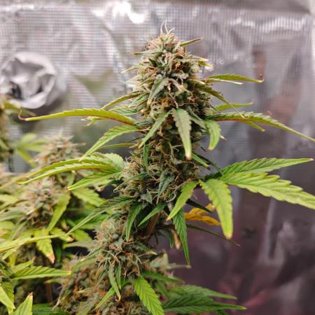 Apple Fritter Auto by RQS - Comm. grow!