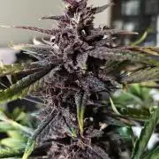Our first grow! Purplematic #1