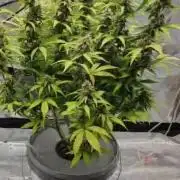 Stress Killer CBD Auto Royal Queen Seeds
