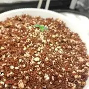 Quick one by RQS in 3D printed pot