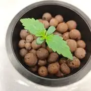 Stress Killer CBD Auto Royal Queen Seeds