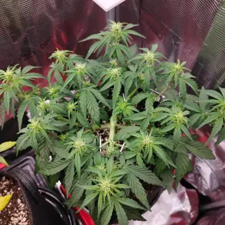 Apple Fritter Auto by RQS - Comm. grow!