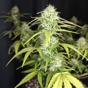 Apple Fritter Auto by RQS - Comm. grow!