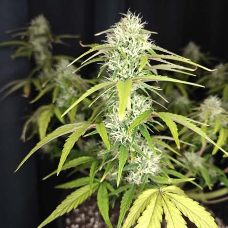 Apple Fritter Auto by RQS - Comm. grow!